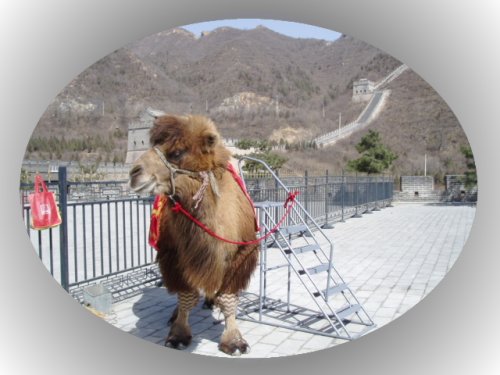 イメージ画像：万里の長城八達嶺にいた駱駝くん